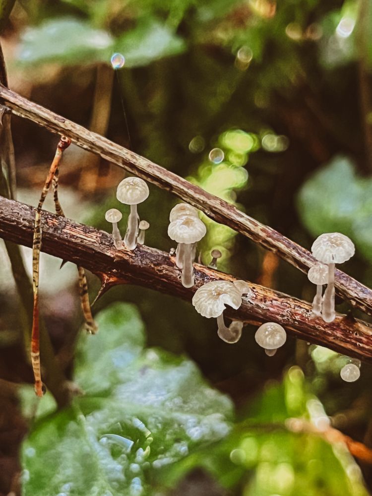 Lots of little mushrooms growing out of a bramble branch 