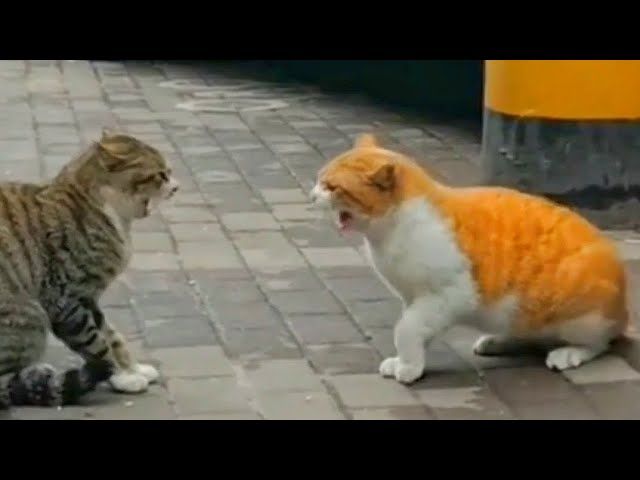 Photo of an orange tabby cat and a grey tabby cat squaring up for a fight. Both have their ears pulled back and hiss at each other. The orange one leans forward and looks slightly more aggressive than his opponent. 