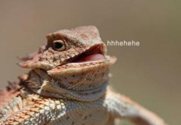 Laughing Lizard is an image macro featuring a photograph of a horned lizard and an interior monologue caption that reads "hhhehehe." Due to the lizard's facial expression resembling the laughter of a human, the captioned photograph is also used as a reaction image to indicate a sense of amusement, especially when triggered by something that is deemed silly or lowbrow. 