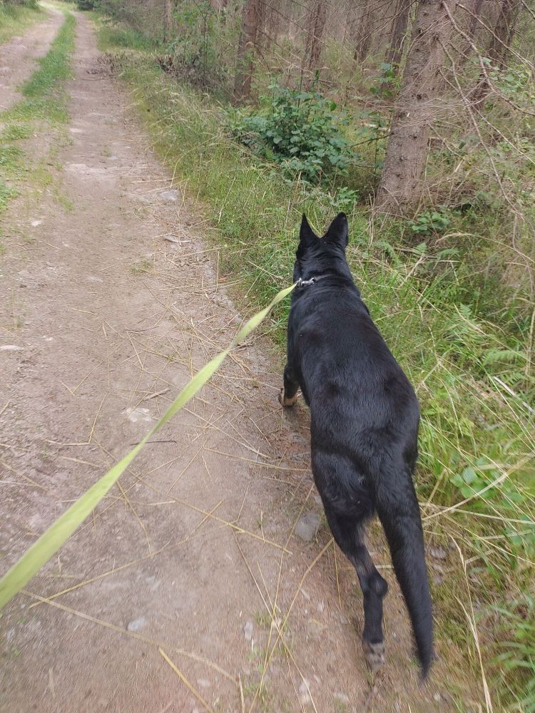 walking germanshepherd on a leash (forest surrounding) 