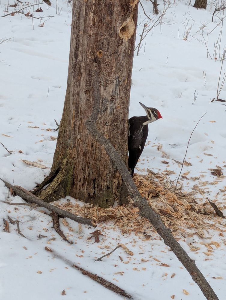 A very large female pileated woodpecker working on a tree. There's a big pile of wood shavings underneath her so you can tell she's been at it for a while.