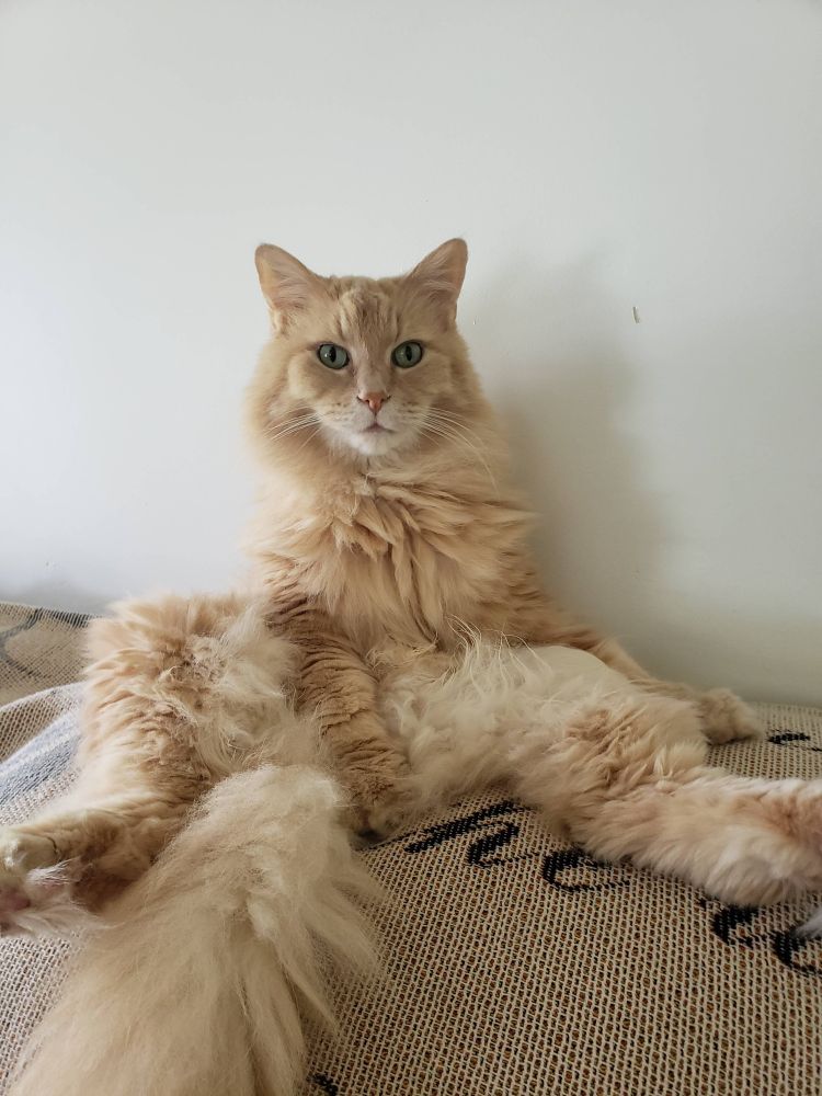 Maxwell, a fluffy cat, sitting in a definitely very dignified way (upsettingly like a human).