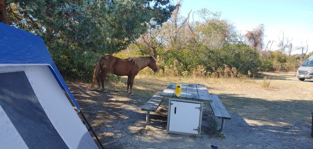 Wild horse of Assateague Island National Seashore standing within bayside camping site