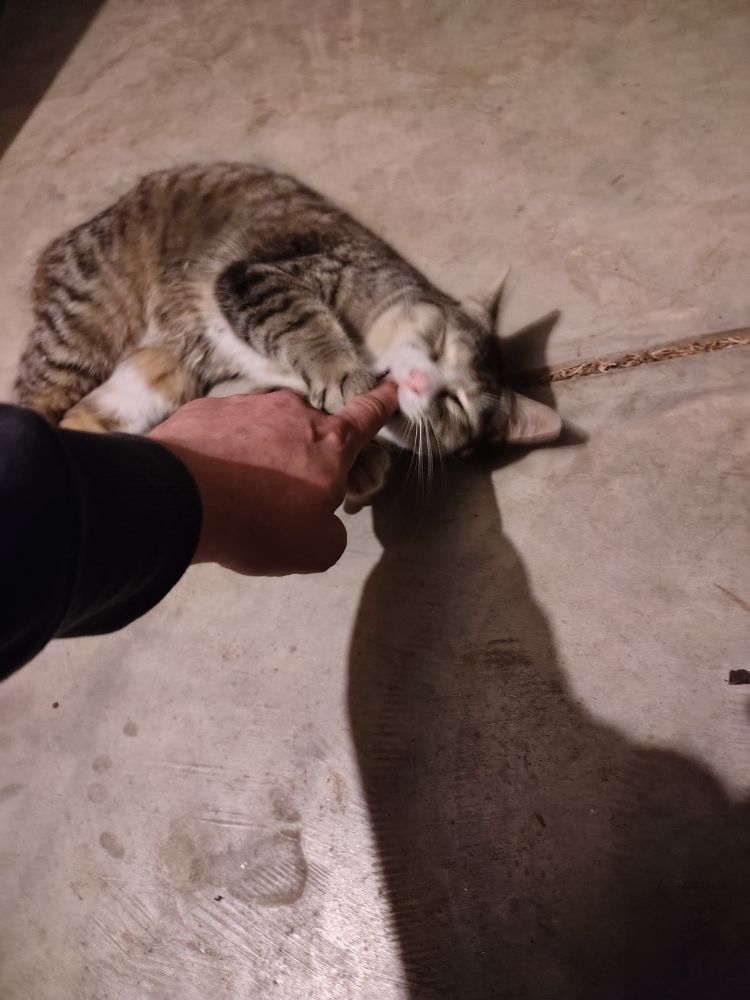 Same platinum tabby cat, lying on its side. He's grabbed my finger and put it in his mouth. His face is squinty and adorable