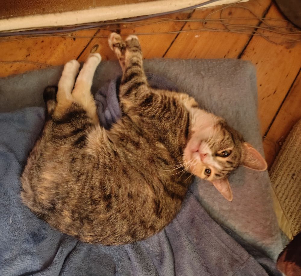 a Torti tabby cat sitting on a blue blanket, taken from above. She is looking at something to the right of frame