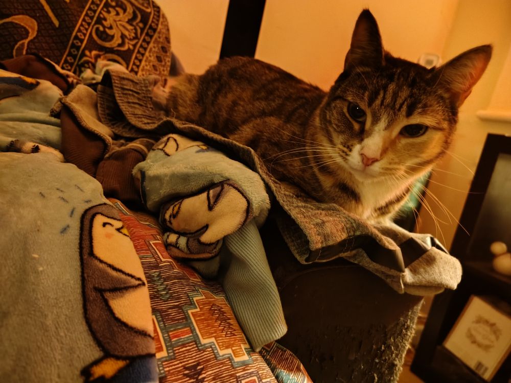 A torti tabby cat sitting on a lounge chair arm staring at the camera