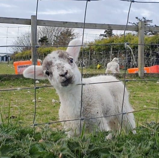 A white lamb looks at the viewer through a fence, head cocked to the left.