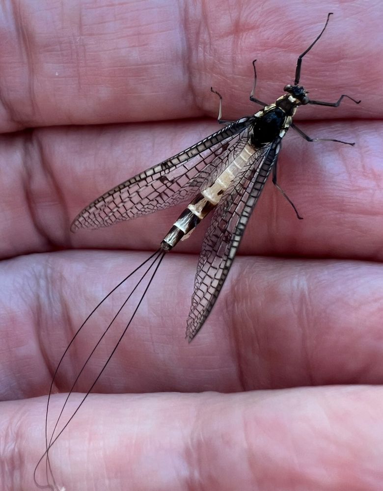 A close-up of a damsel fly with golden and black intricate wings. It is sitting in a person's hand.