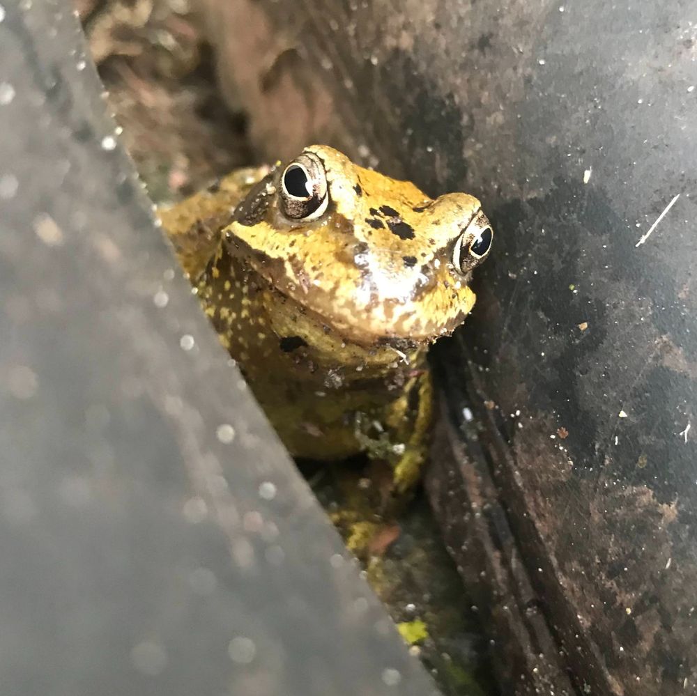 A yellow and brown toad peeks out from between two logs.
