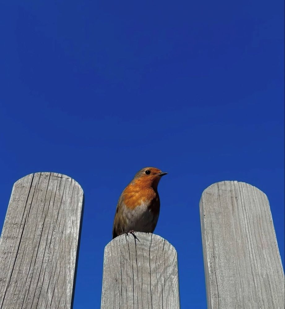 A red robin is perched on a fence post in the foreground. The sky in the background is bright blue. 