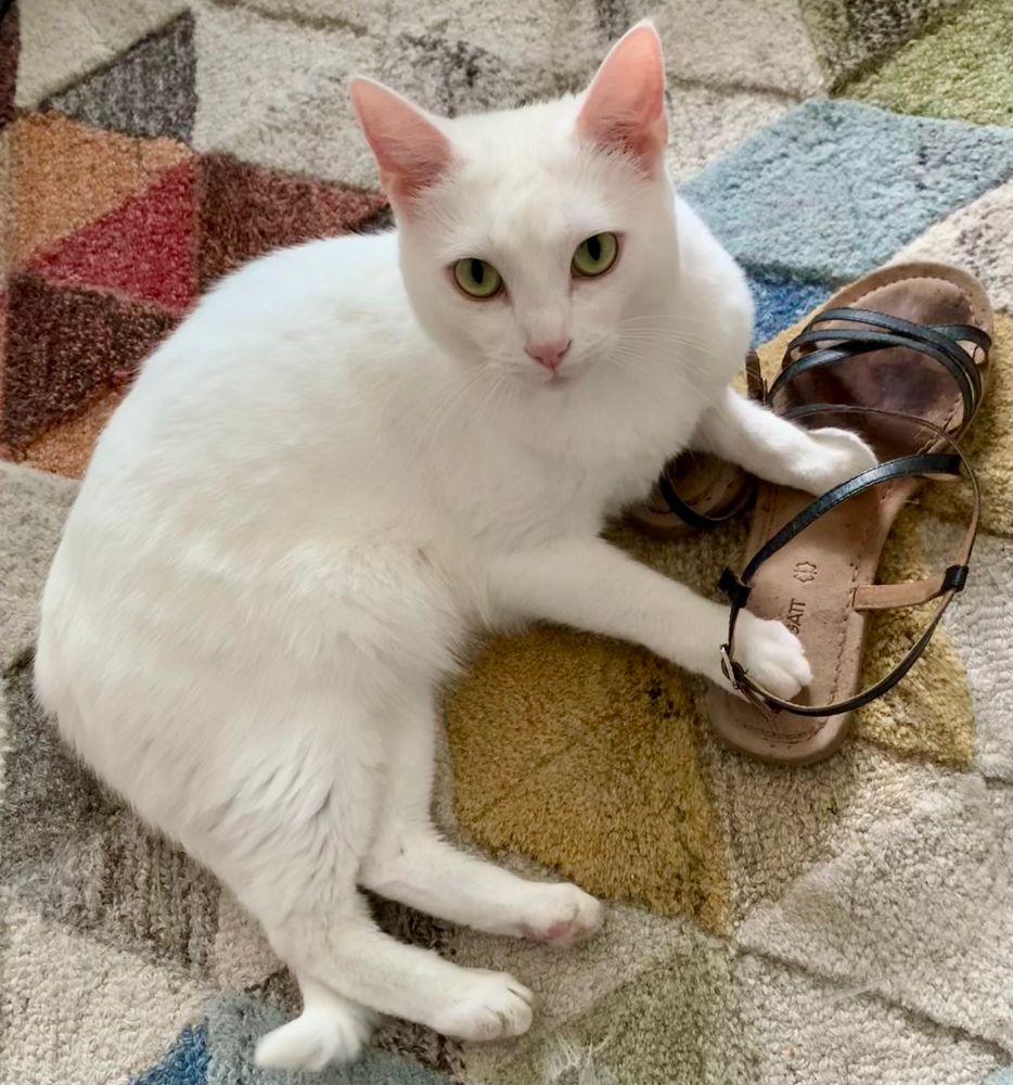 Weiße Hauskatze liegt auf dem Boden und knuddelt schwarze Sandalen.