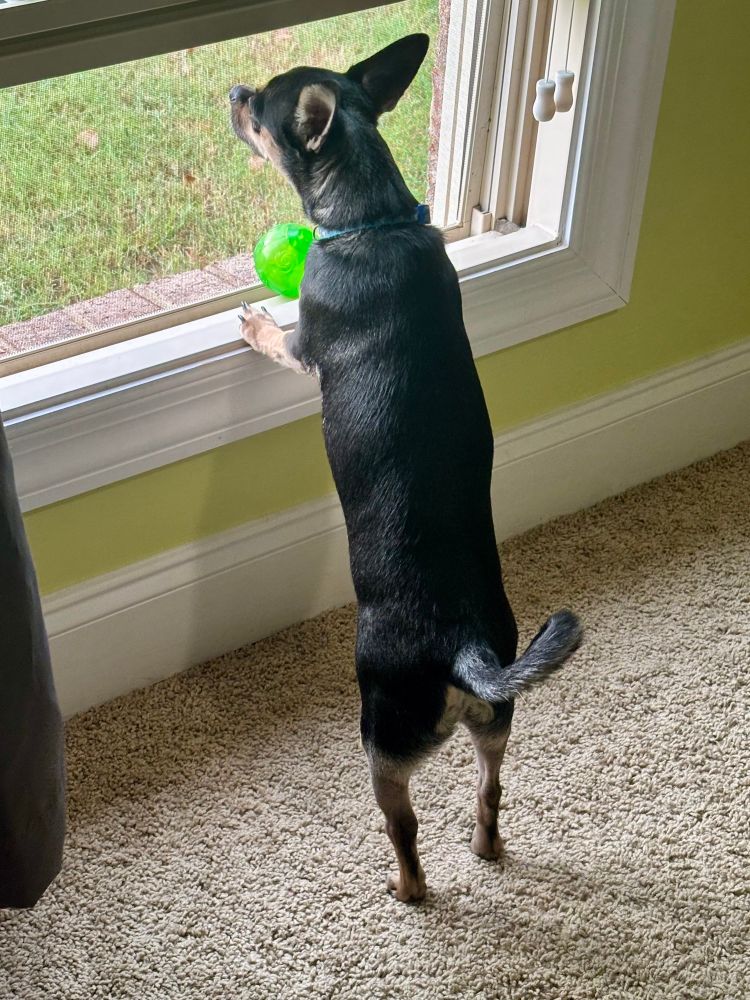 A black and tan Chiweenie dog with his front paws on a windowsill as he looks out the window, with a green ball perched on the windowsill