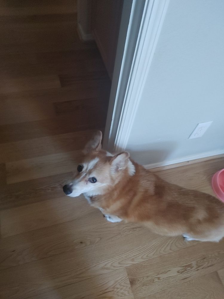 Charlie Baxter, an adorable reddish brown and white corgi, stands on a wood floor and looks up at the camera, expectantly.
