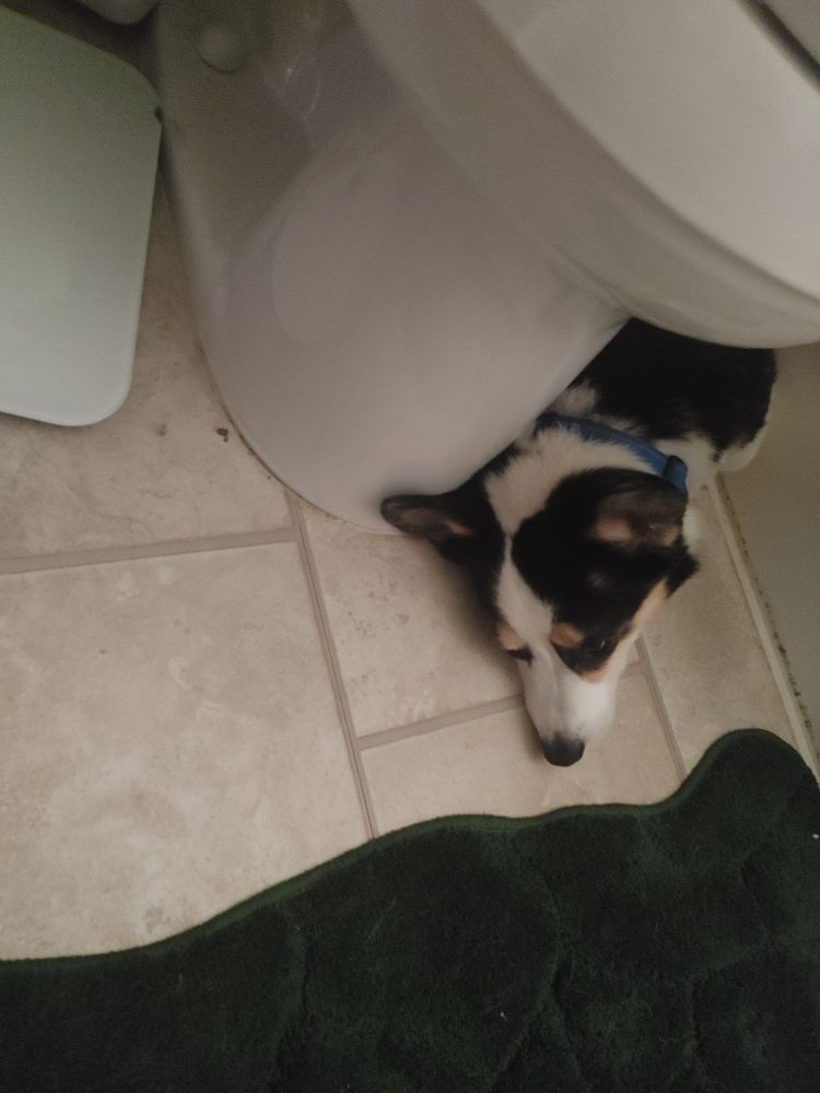 Henry Jones, an equally adorable black and white corgi with reddish brown highlights (and a blue collar), enjoys lying between the toilet and the bathtub on the floor of the bathroom. He cannot be bothered to look up at the camera.