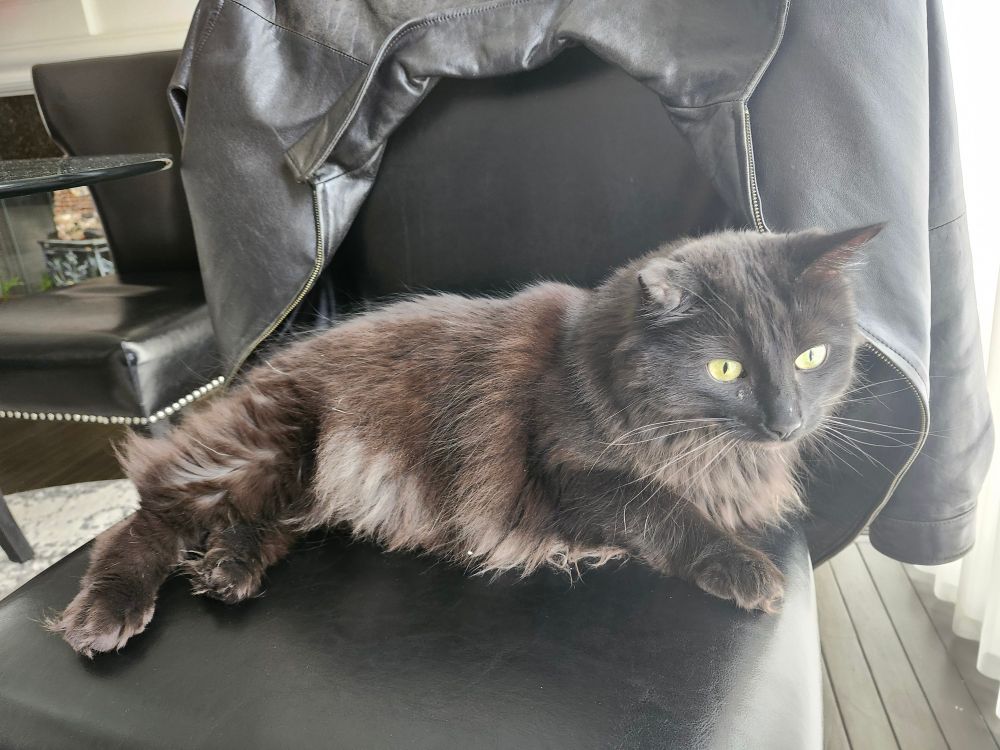 Black cat on a chair with black leather jacket ready for a life of crime.