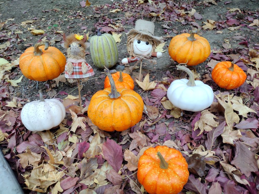 Small orange, white, and green pumpkins arranged on fallen leaves with two yarn-crafted scarecrow figures.
