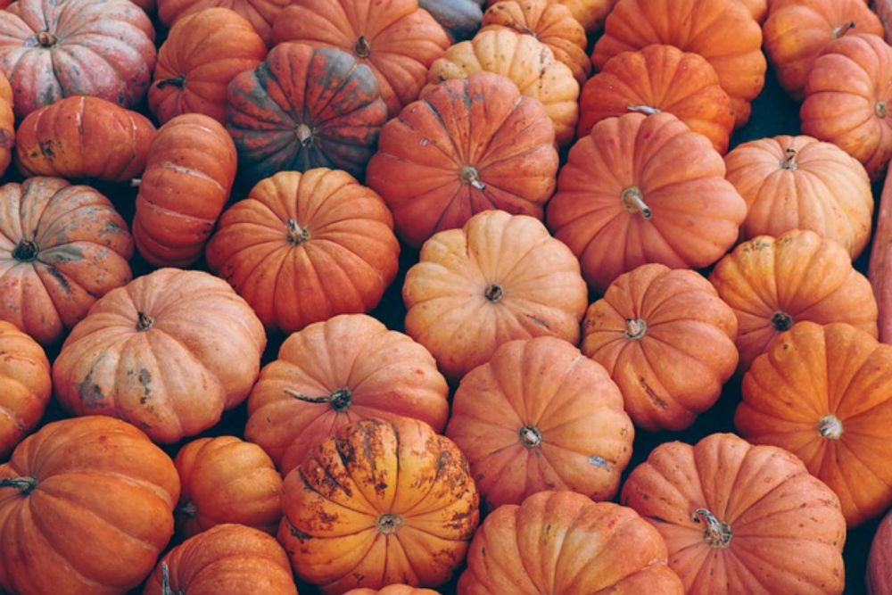 Thurs. Oct. 3, 2024: We’re in the Season of Pumpkins and Gourds