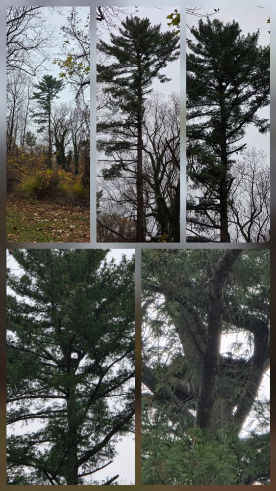 Photo collage of pine tree. Photos zoom in on nest high in tree.