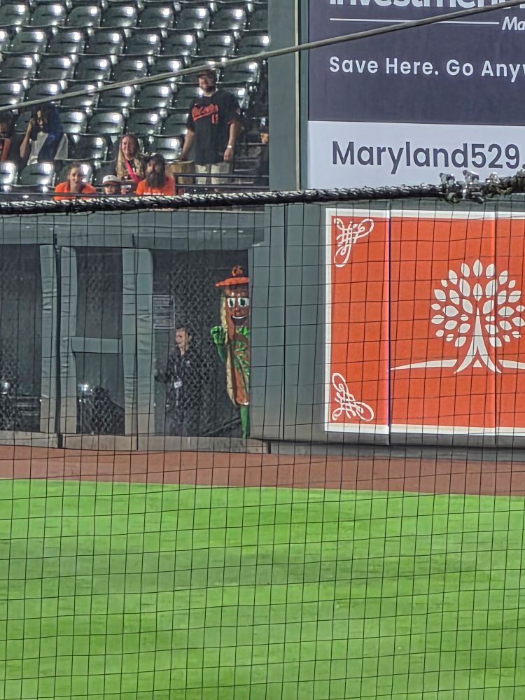 Relish clutches the fence in the grounds crew area