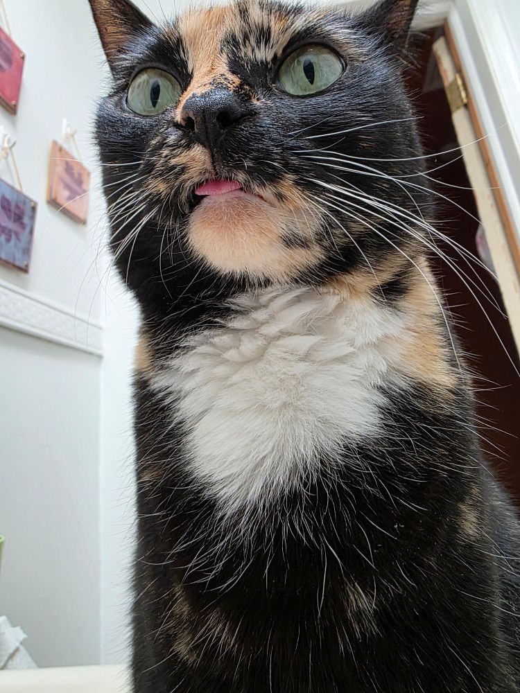Tortie cat with tongue sticking out 