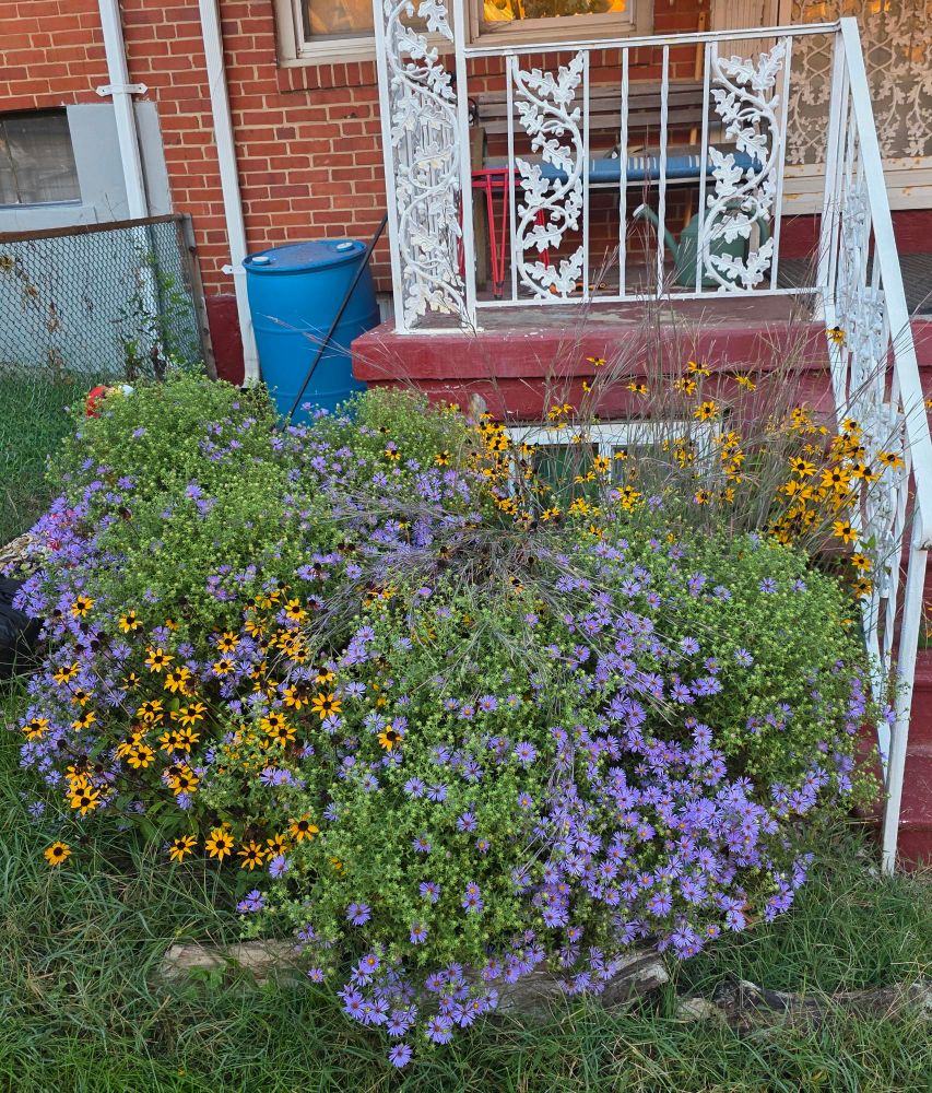Native plant garden patch. Black eyed susans asters and little blue stem visible. 