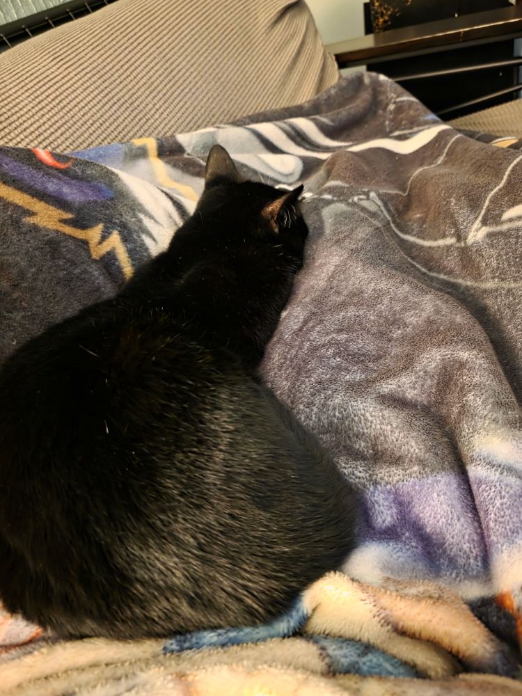 Mostly black tuxie cat keeps human warm