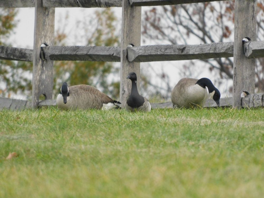 Small goose called brant next to larger Canada geese
