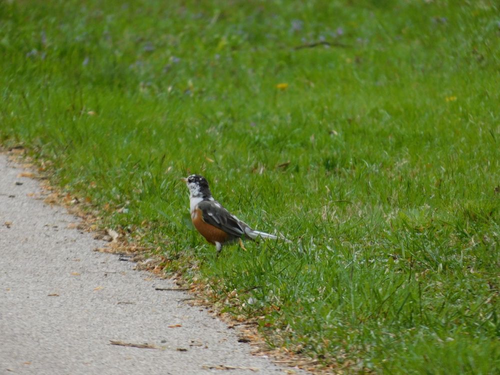 Leucistic plumage robin.