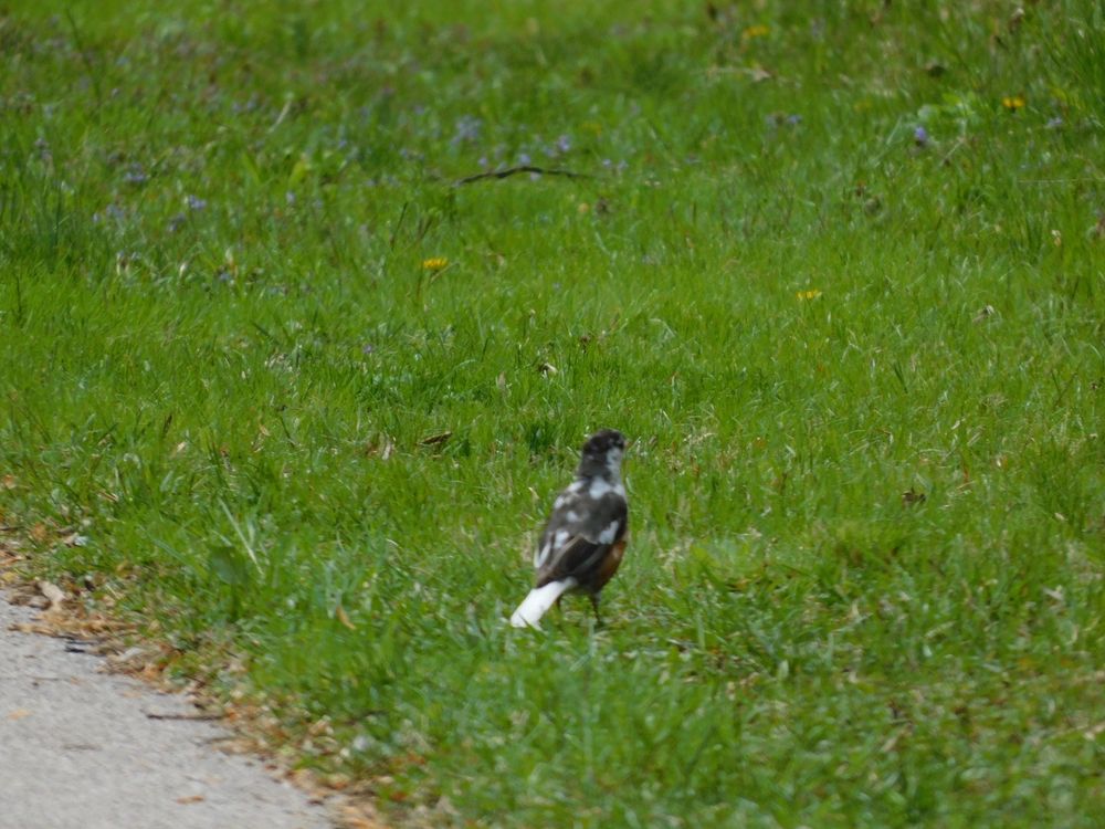 Leucistic plumage robin.