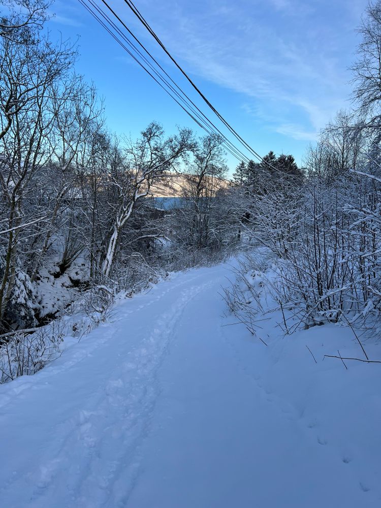 Snowy footpath with trees alongside and a blue sky