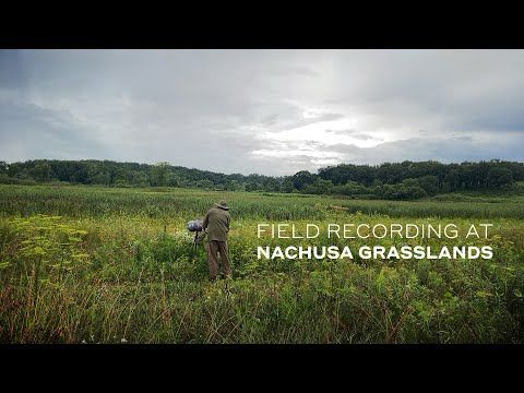 Field Recording at Nachusa Grasslands