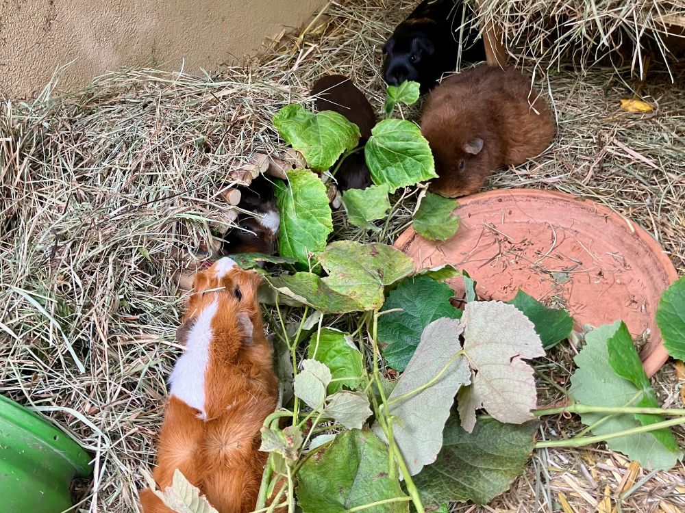 Fünf Meerschweinchen im Heu fressen an einer Weinrebe.
