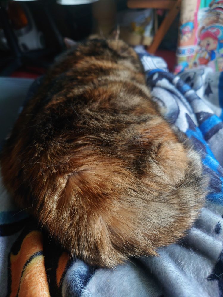 Chat tricolore type Isabelle allongée sur des jambes, avec un plaid dessous 