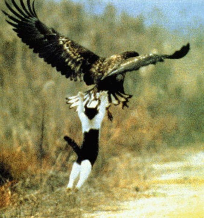 Photo d'un aigle qui vole avec un chat accroché à l'arrière 