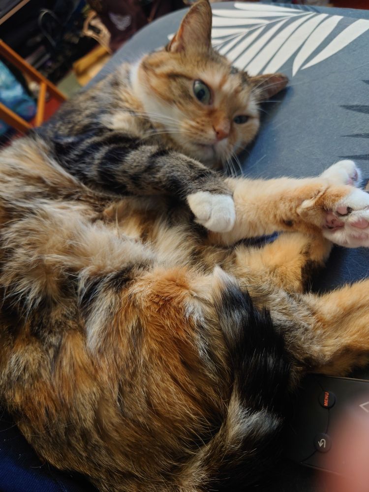 Image de chat bicolore /roux allongé de côté sur un canapé qui montre ses pattes de devant à bout blanc