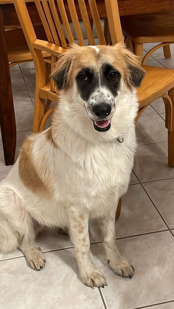 Photo is of a sweet shelter pup named Lemon. She is cream and orange, with very distinctive black markings around her eyes; it’s her emo eyeliner phase. She’s smiling with the knowledge that she’s in her forever home, and with the human children off at college, about to be spoiled rotten. She’s sitting in front of a wooden kitchen chair, on a white tile floor that desperately needs to be replaced.