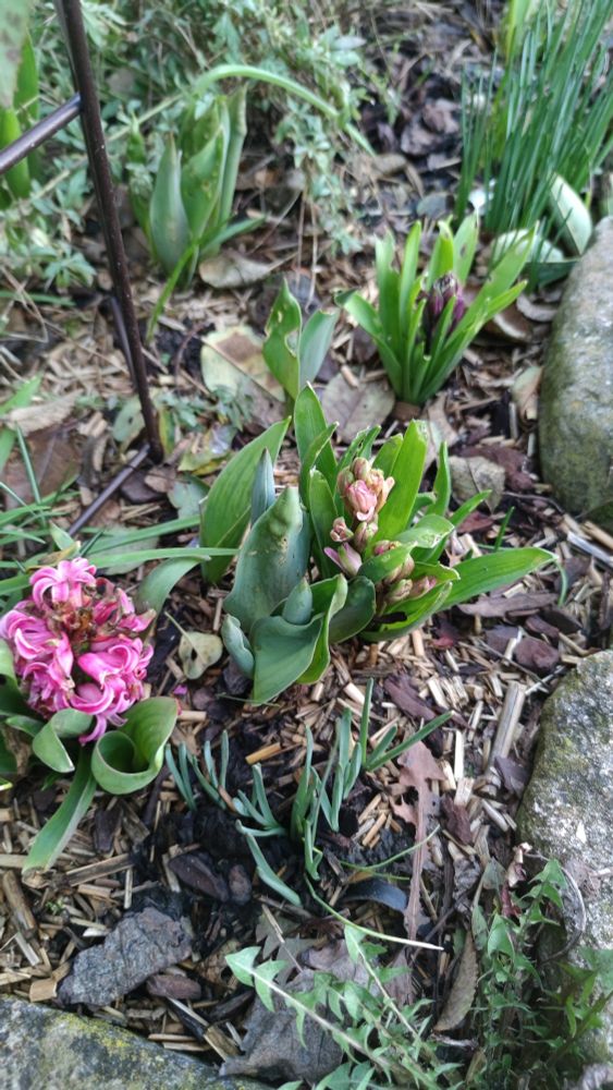 Photo des jacinthes presque toutes fleuries