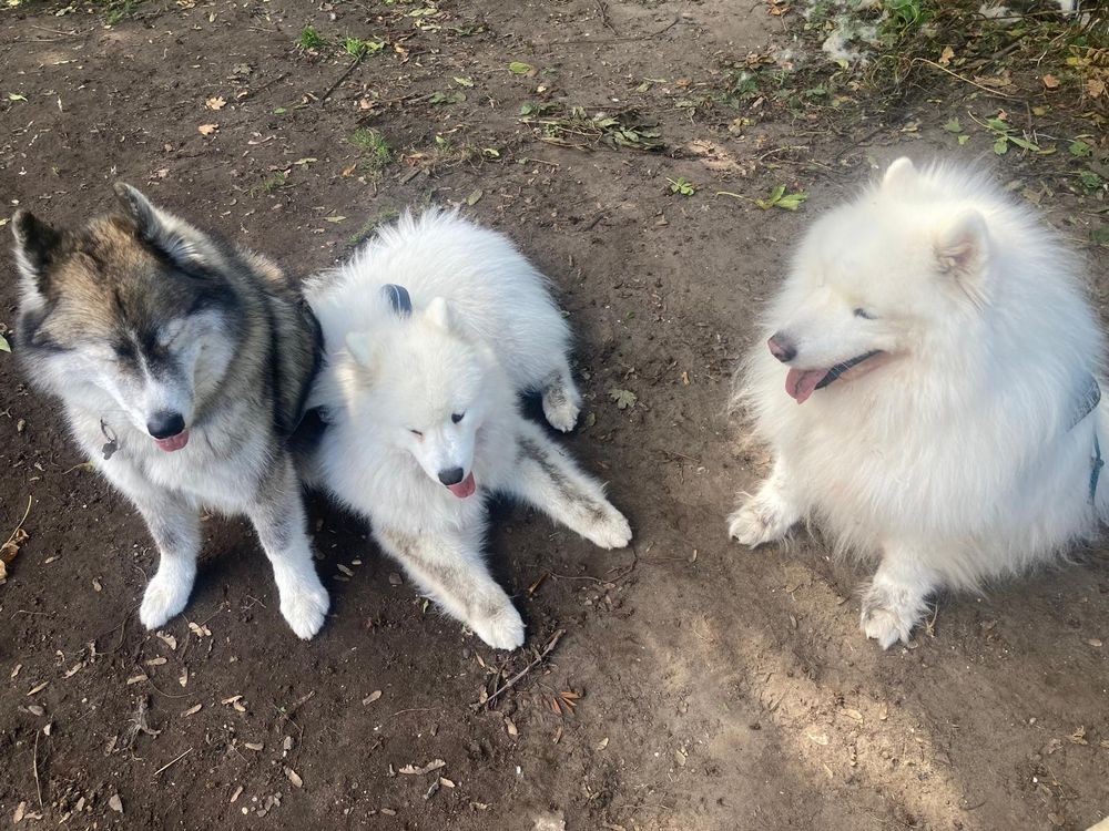 3 dogs chilling in the forest. A black and white samusky and 2 samoyeds. One fat one that is bigger and floofier than the other 