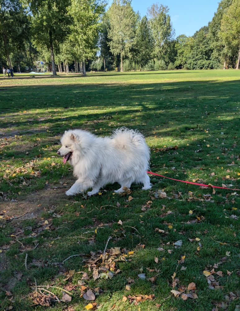 A Samoyed dog with a hot pink lead in the park