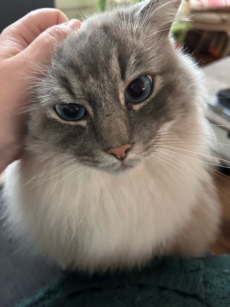 Photo shows a picture of a blue centre point, very fluffy and dense ragdoll getting one ear scratched by a left hand, the said ear is encased in the hand and we see his left ear standing up. He has a very pink, kohl nose. 