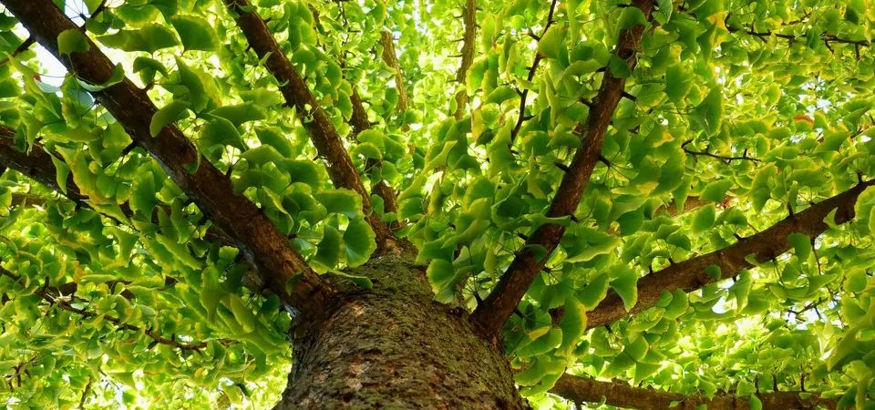 A stock image of a ginkgo tree. They’ve lived through the ice age, the asteroid that wiped out the dinosaurs and brushed off an atomic blast just a mile away. Here’s the story of this living fossil that refuses to age—or die.