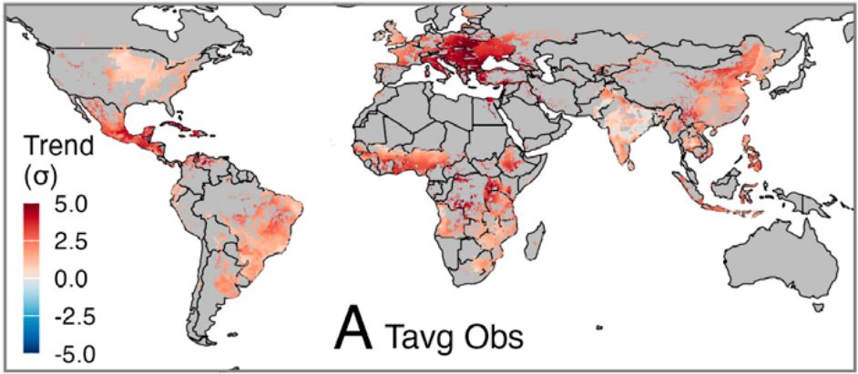 Observed average temperate trends, expressed as multiples of historical standard deviations for maize-growing regions and seasons, 1974–2023.