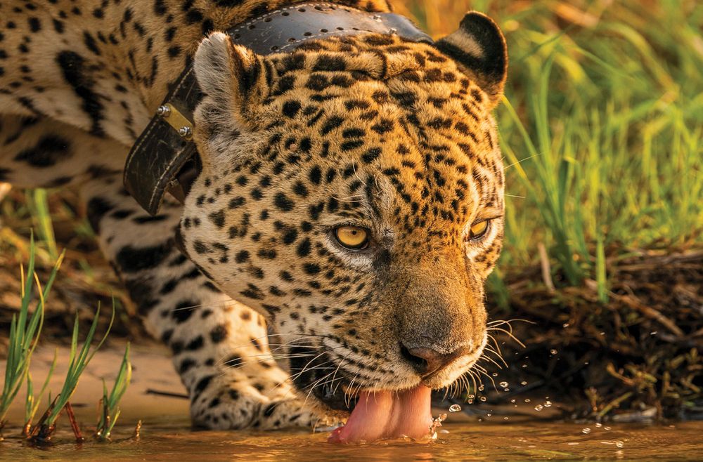 Pictured is a male jaguar (Panthera onca) equipped with a tracking collar.
Image credit: Sebastian Kennerknecht (photographer).
