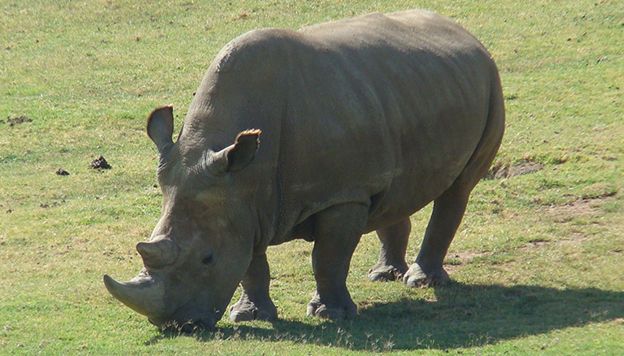 A rhino eating grass.
