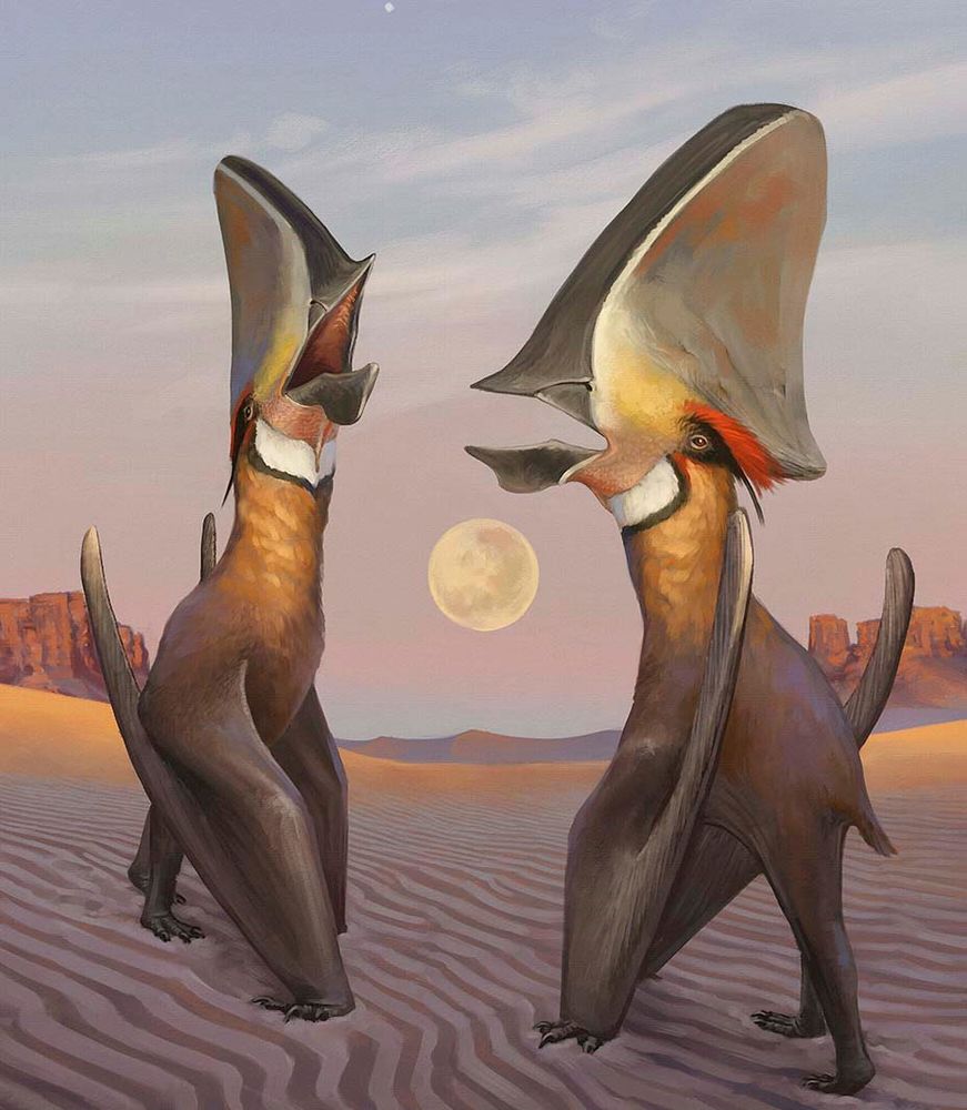 Pterosaurs, such as these Brazilian Caiuajara, had air sacs in their skeletons. Recent work suggests these traits evolved in their flightless predecessors at least 100 million years earlier. 
Image credit: JULIA D'OLIVEIRA / Science Source.
