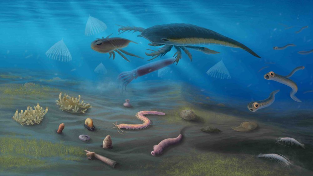 Artistic reconstruction of shallow marine faunas from the early Palaeozoic of North Dakota, spanning the Early (left) to Middle (right) Ordovician.
CREDIT: Franz Anthony
