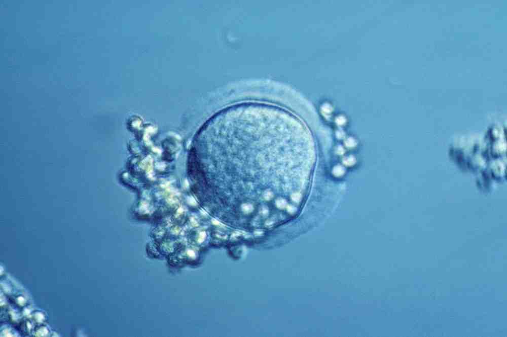 Close up of an oocyte (egg cell).
Image credit: ALAIN GOUGEON / Science Source.
