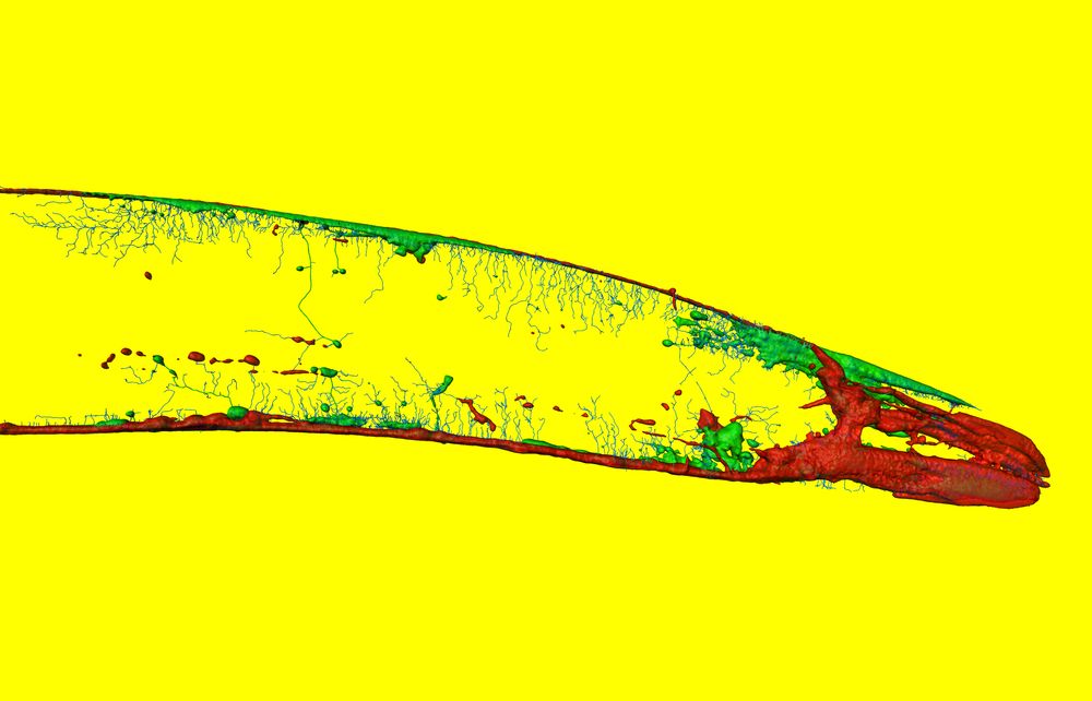 Caenorhabditis elegans, imaged with confocal laser scanning microscopy, and modeled by surface rendering software. Stock image.