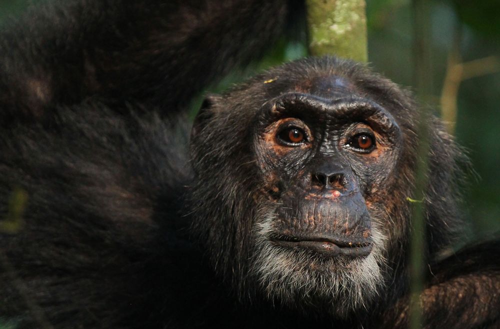 Pictured is Garrisson, an adult male chimpanzee. Brian M. Wood and colleagues studied wild chimpanzees from the Ngogo community in Kibale National Park, Uganda.

Image credit: Kevin E. Langergraber
