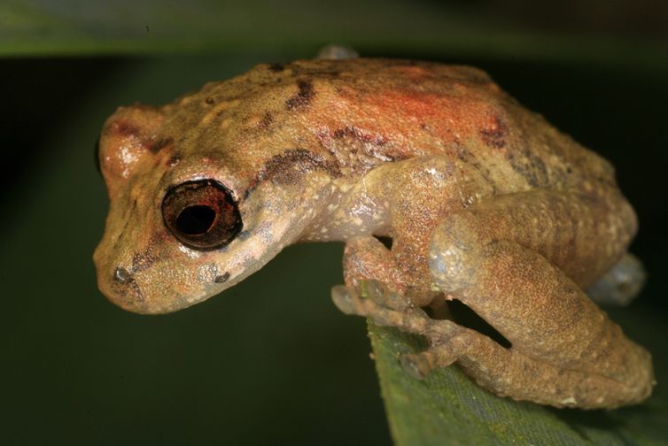 Amphibians, illustrated here by a frog species from Venezuela, received less than 3% of the conservation funding over the 25-year period studied. 

CREDIT: Benoit Guénard